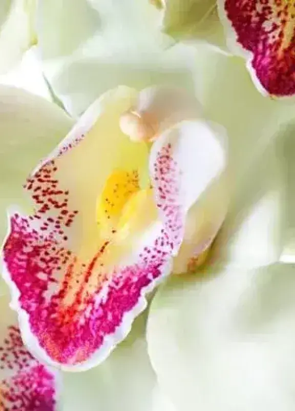 Orquídea blanca con centro rosado y amarillo en primer plano