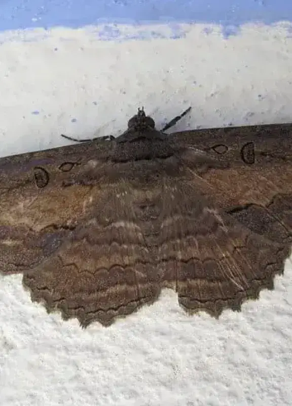 Polilla negra (Thysania agrippina) sobre una pared.