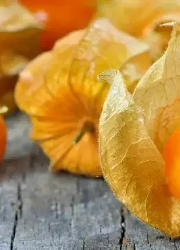 Orange ichuvas with dry leaves on gray wood.