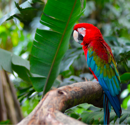 GUACAMAYA