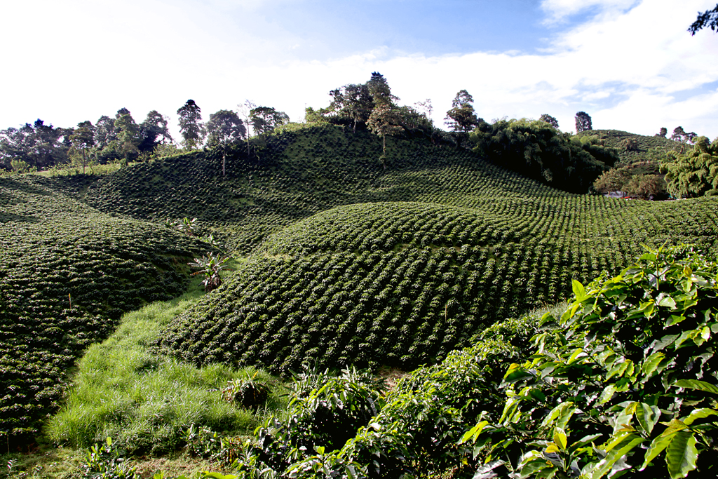 cafe, colombia, cafe colombiano