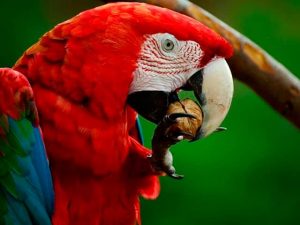 Guacamaya morichalera avistada en el Parque Nacional Amacayacu.
