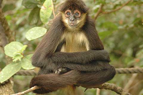 Spider monkey