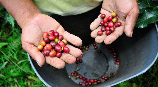 Colombian coffee, Things to do in Colombia, Colombian experiences