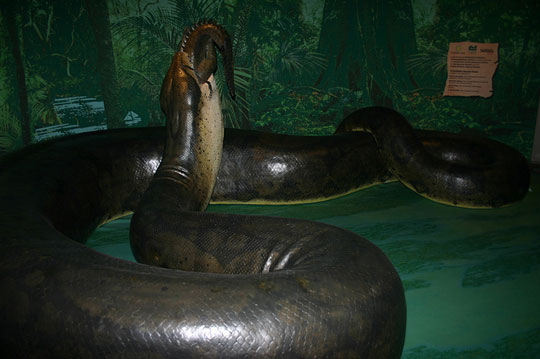 Titanoboa