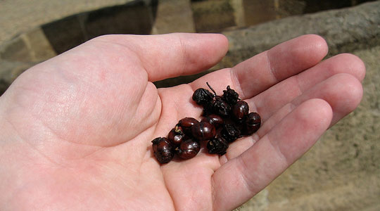 big-butt ant, Colombian experiences