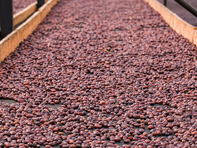 Coffee-drying process.