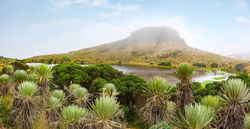 Paisaje de páramo. Frailejones y otras especies nativas conviven junto a un pájaro nativo.