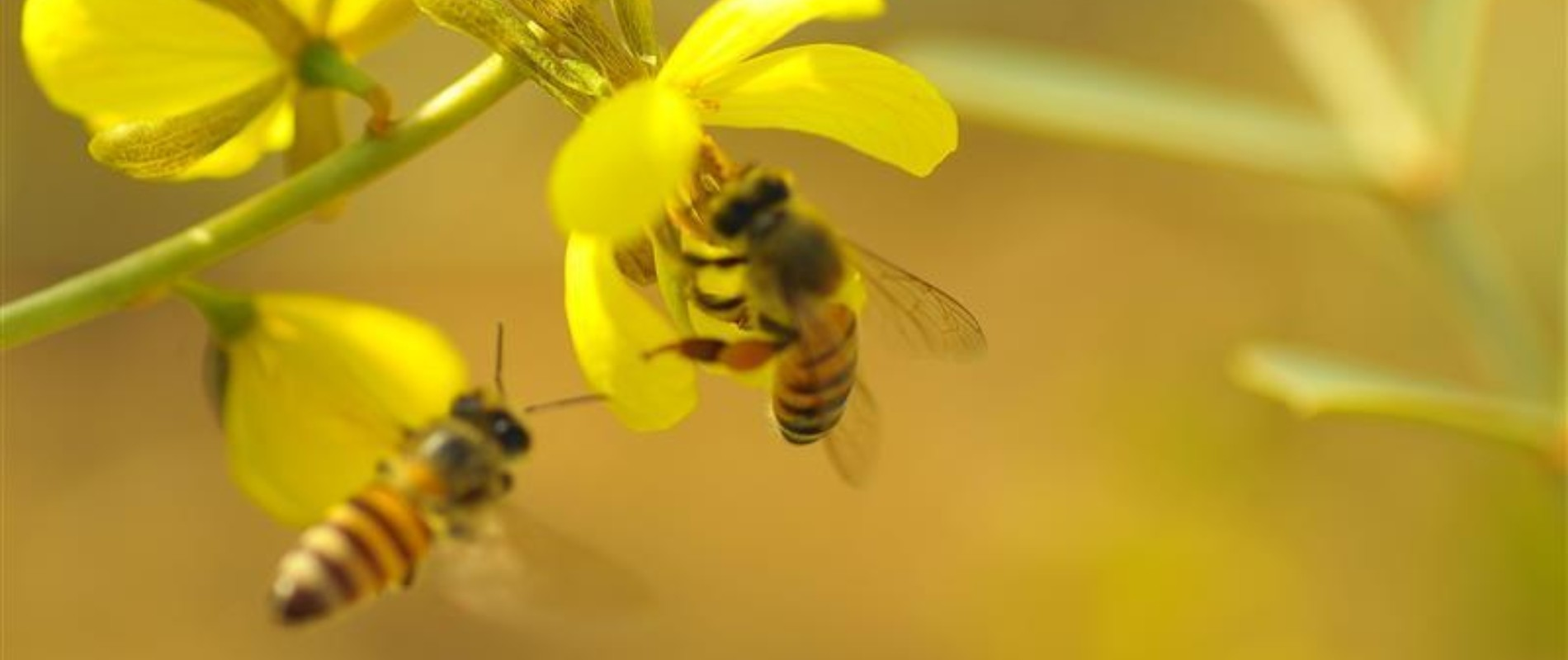 Abejas posándose en una planta