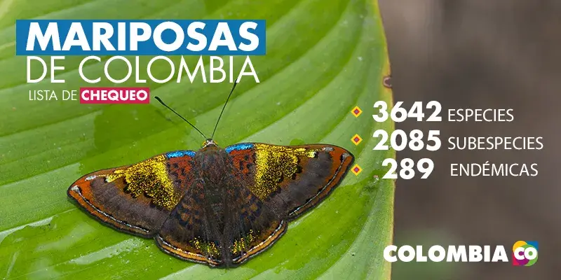 Infografía sobre la diversidad de mariposas en Colombia.