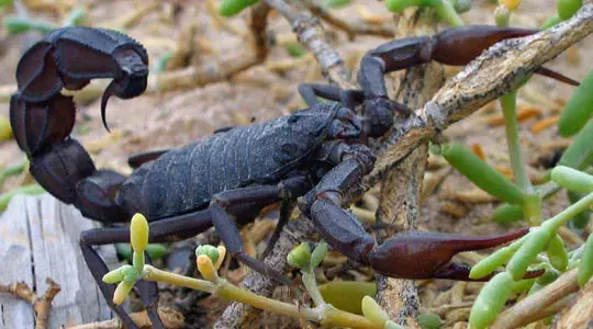Black scorpion with red pincers on branches and soil.