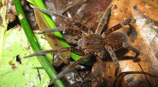 Brown spider with a round body and long hairy legs.