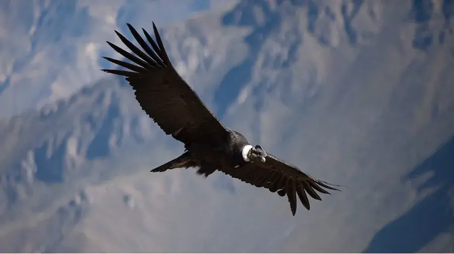Cóndor de los Andes volando sobre un paisaje montañoso