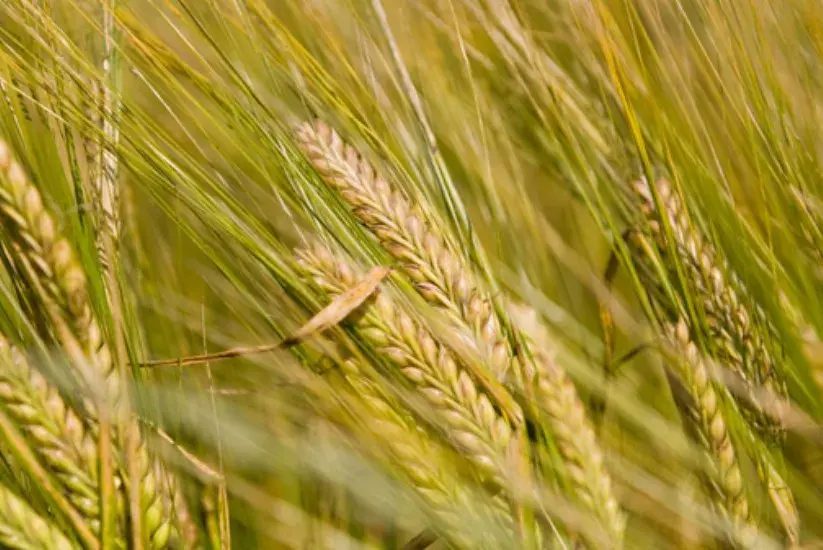 Cultivo de trigo
