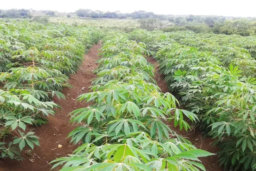 Cultivo de yuca