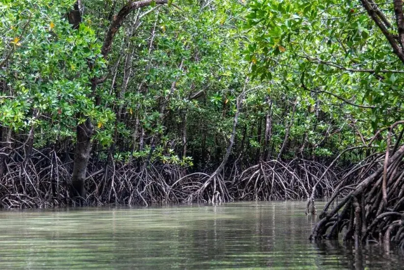Manglar en Colombia