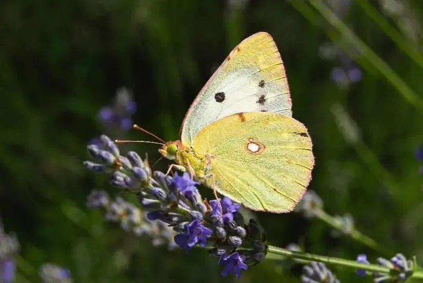 Mariposa amarilla con manchas negras posada sobre una flor de lavanda en un campo verde. 