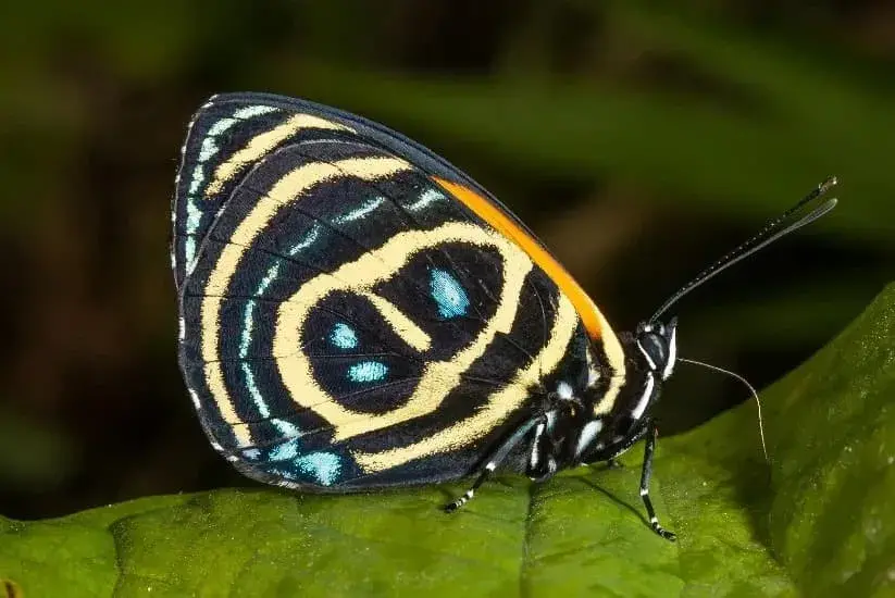 Mariposa con alas negras, amarillas y azules, con patrones circulares, posada sobre una hoja verde. 