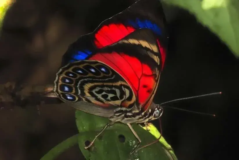 Mariposa con alas rojas, azules y negras posada sobre una hoja verde en un entorno natural.