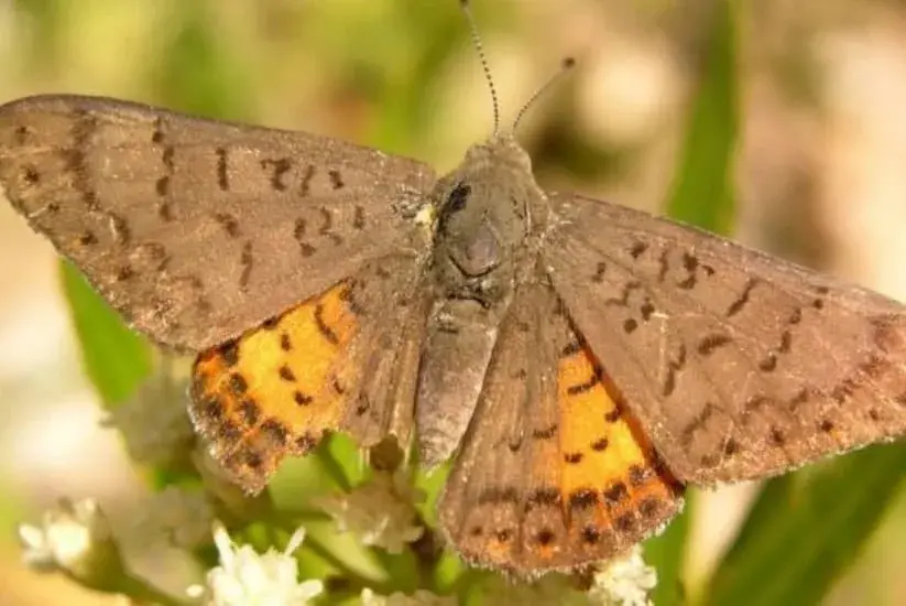 Mariposa de alas marrones y naranjas con patrones oscuros, posada sobre flores blancas.