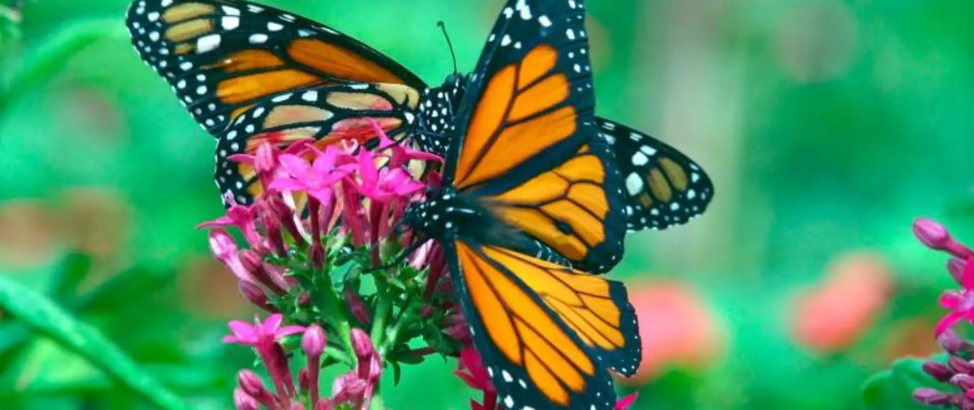Mariposa en medio de la naturaleza