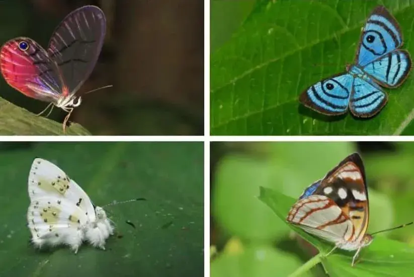 Collage de cuatro mariposas exóticas con colores vibrantes y patrones únicos, posadas sobre hojas verdes en su hábitat natural.