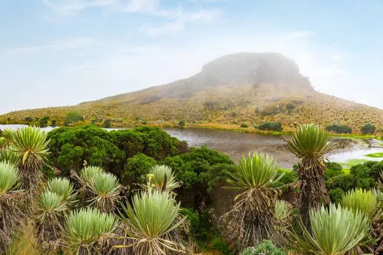 Paisaje del Parque Nacional Natural Sumapaz con frailejones y laguna.