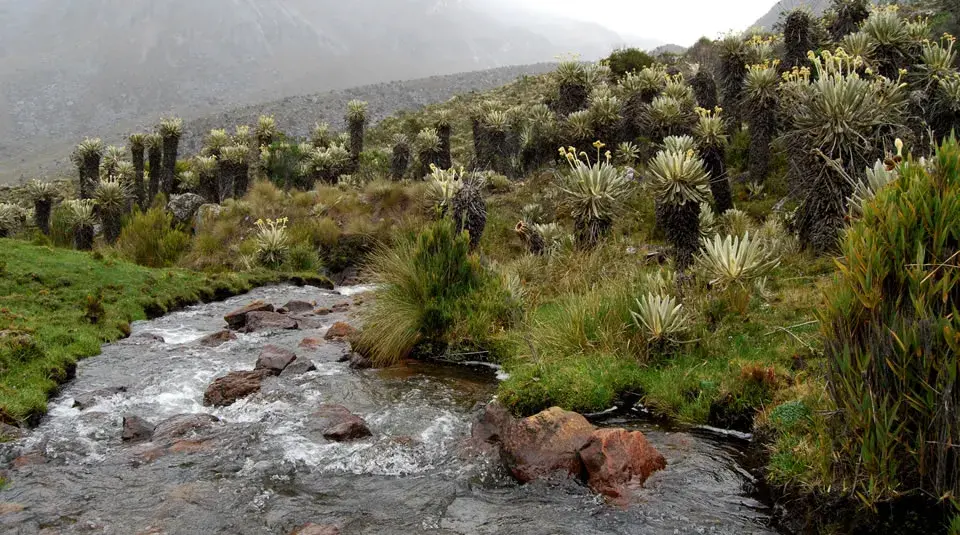 Paisaje de páramo con frailejones y arroyo en el Parque Nacional Natural El Cocuy