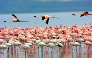 Santuario Los Flamencos, Caribe Colombiano