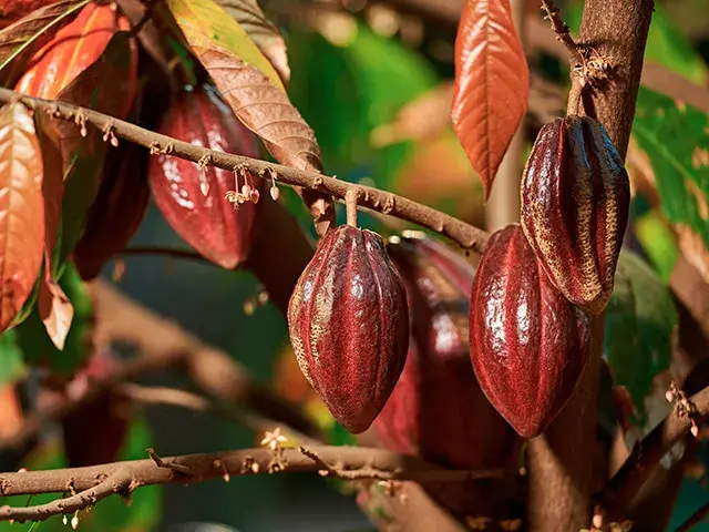 Vainas de cacao rojo oscuro en la rama del árbol.