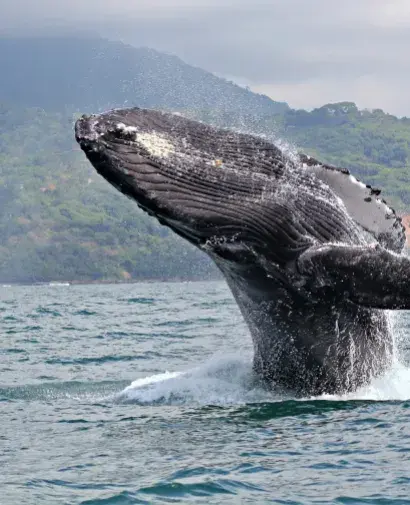 BALLENA