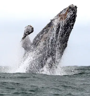 Avistamiento de ballenas|Avistamiento de ballenas|Avistamiento de ballenas
