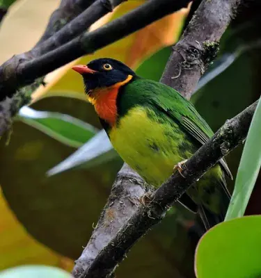 ave colombiana