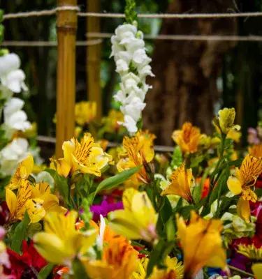 flores