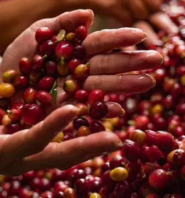 Granos de Café 