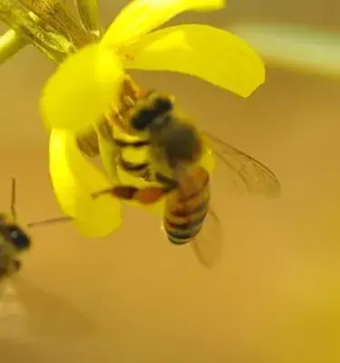 Abejas posándose en una planta