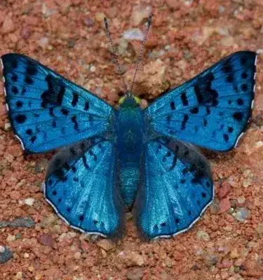 Mariposa azul brillante con manchas negras sobre tierra rojiza.