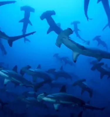 Tiburones Martillo