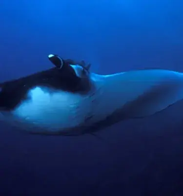 Mantarrayas del mar