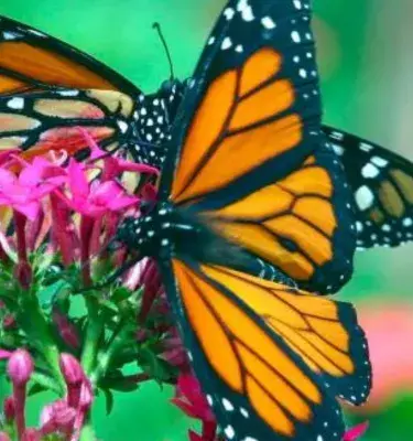 Mariposa en medio de la naturaleza