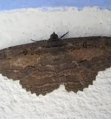 Polilla negra (Thysania agrippina) sobre una pared.