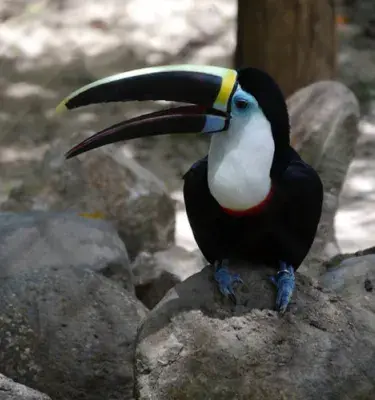 tucan
